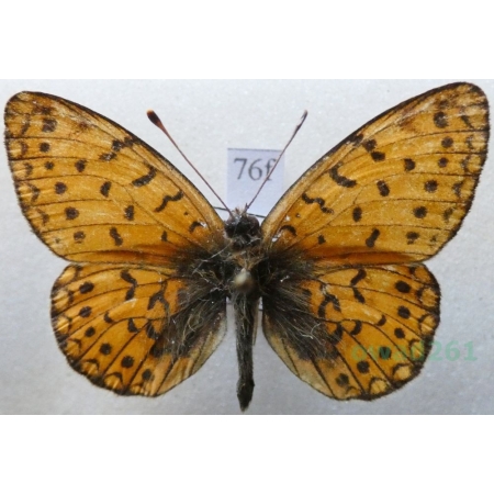 Boloria hegemone (Staudinger, 1881) Russia76f